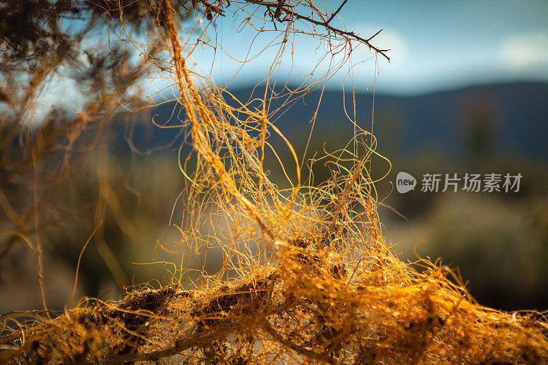 靛蓝灌木寄主植物上的Chaparral Dodder, Anza-Borrego沙漠州立公园